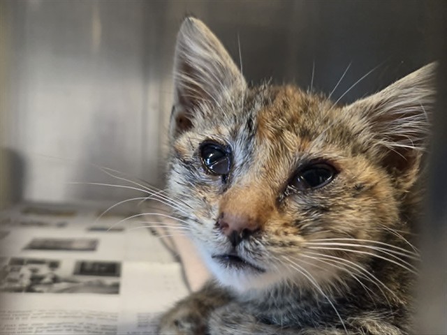 Adoptable Cat