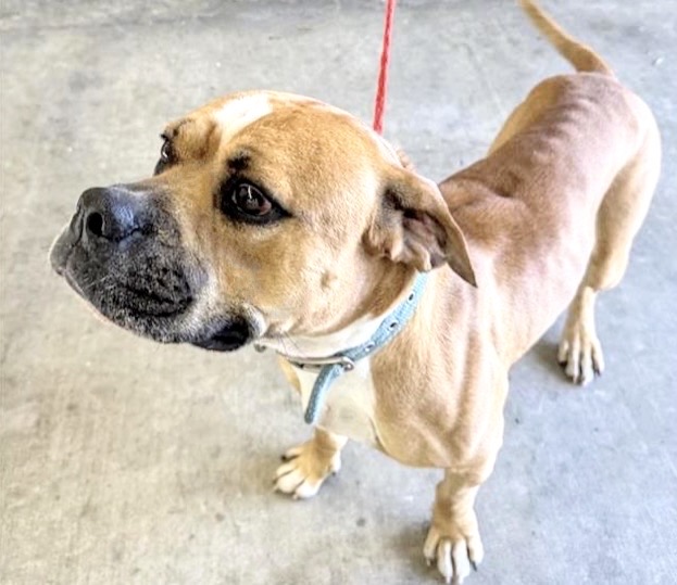 Adoptable Dog