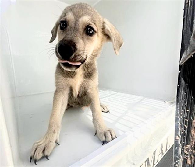 Adoptable Dog
