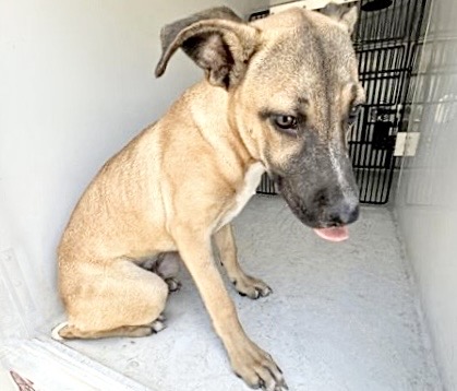 Adoptable Dog
