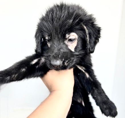 Adoptable Dog