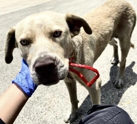 Adoptable Dog