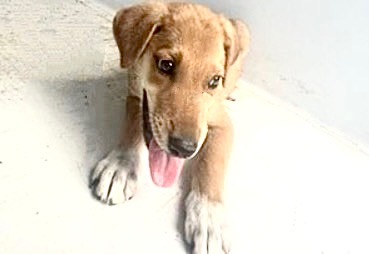 Adoptable Dog