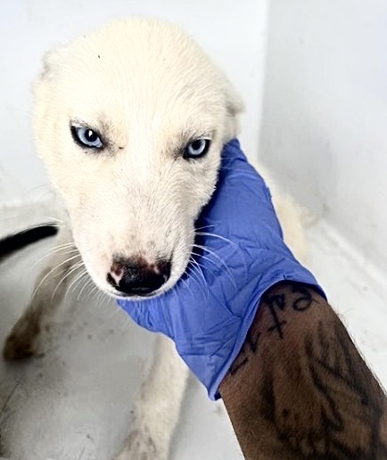 Adoptable Dog