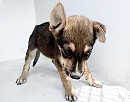 Adoptable Dog