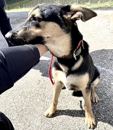 Adoptable Dog