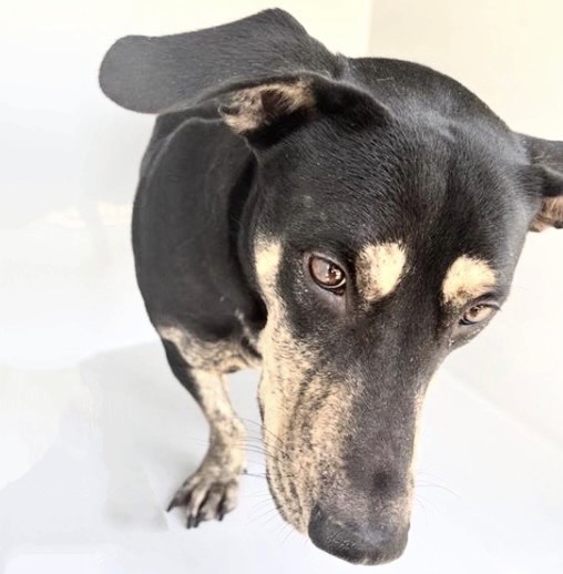 Adoptable Dog