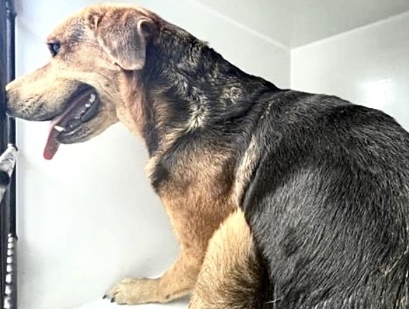 Adoptable Dog