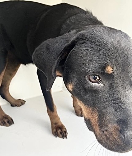 Adoptable Dog
