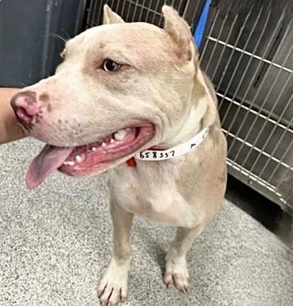 Adoptable Dog