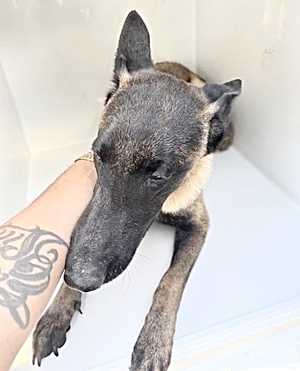 Adoptable Dog