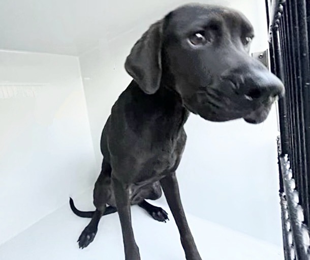 Adoptable Dog