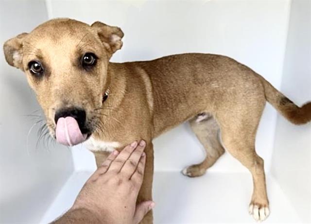 Adoptable Dog
