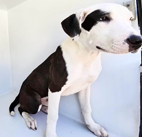 Adoptable Dog