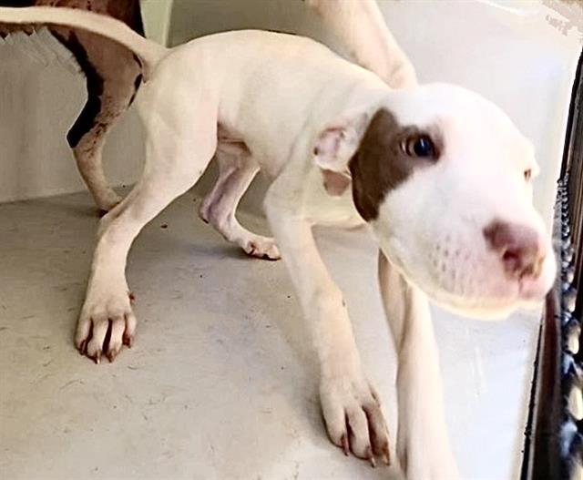 Adoptable Dog