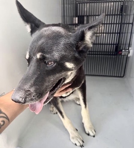 Adoptable Dog
