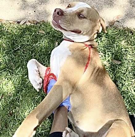 Adoptable Dog