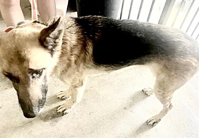 Adoptable Dog