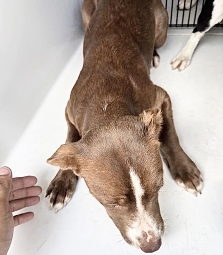 Adoptable Dog