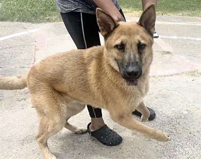 Adoptable Dog
