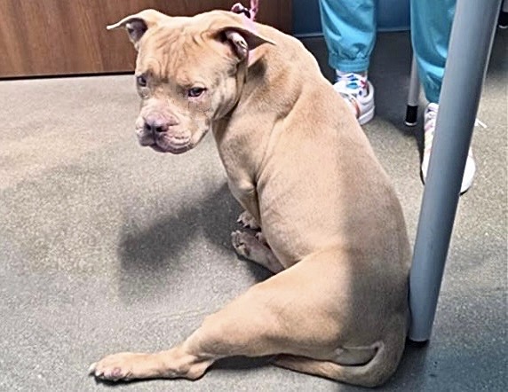 Adoptable Dog