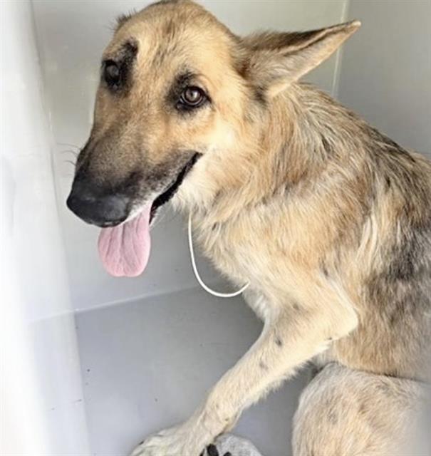 Adoptable Dog