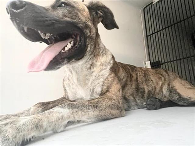 Adoptable Dog