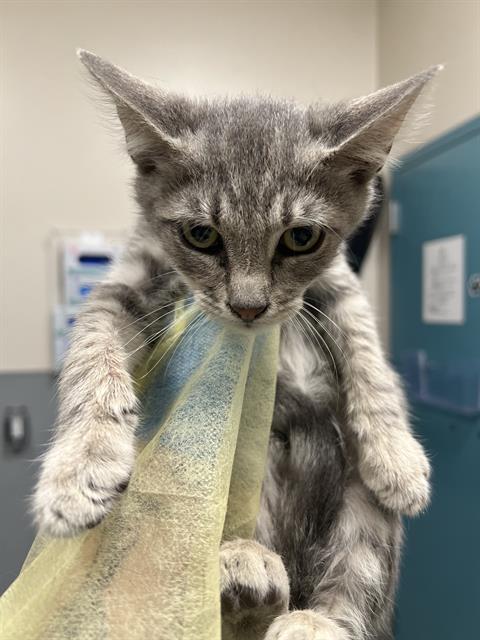 Adoptable Cat