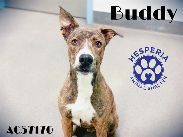 Buddy