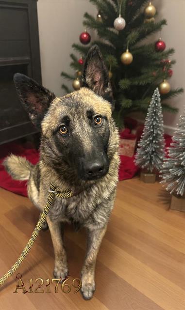 Lila