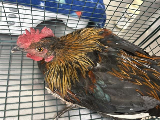 Adoptable Bird
