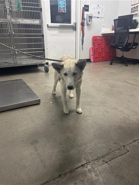 Adoptable Dog