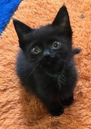 Simon