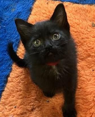 Theodore