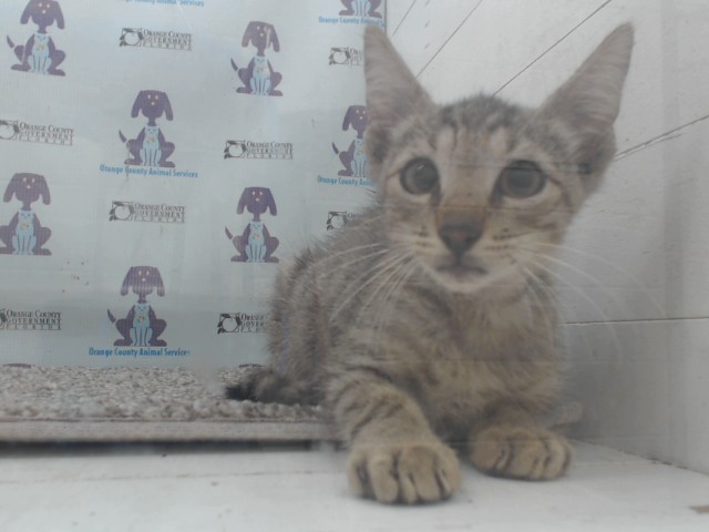 Adoptable Cat