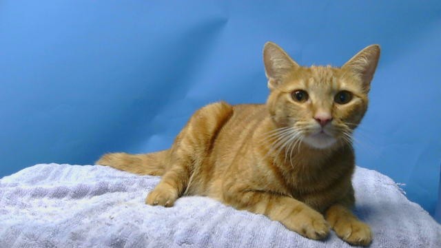 Adoptable Cat