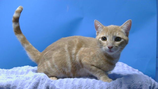 Adoptable Cat