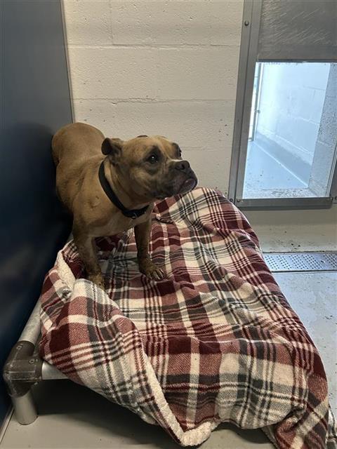 Adoptable Dog