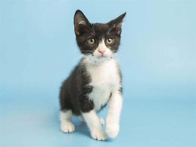 Tux