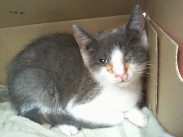 Adoptable Cat