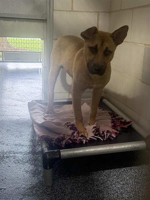Adoptable Dog