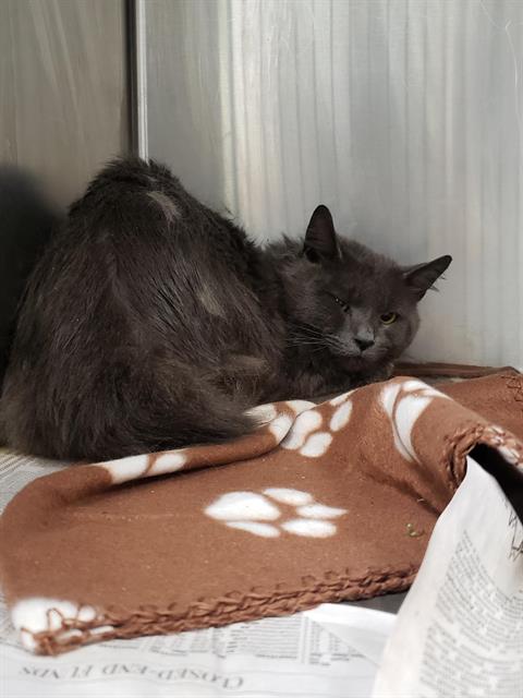 Adoptable Cat