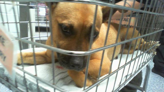 Adoptable Dog