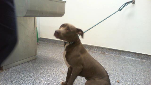 Adoptable Dog