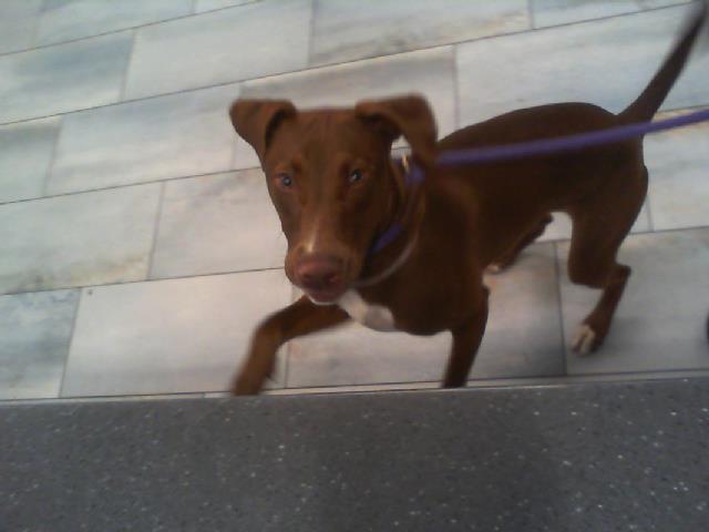 Adoptable Dog