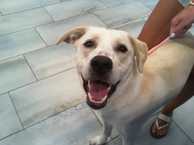Adoptable Dog