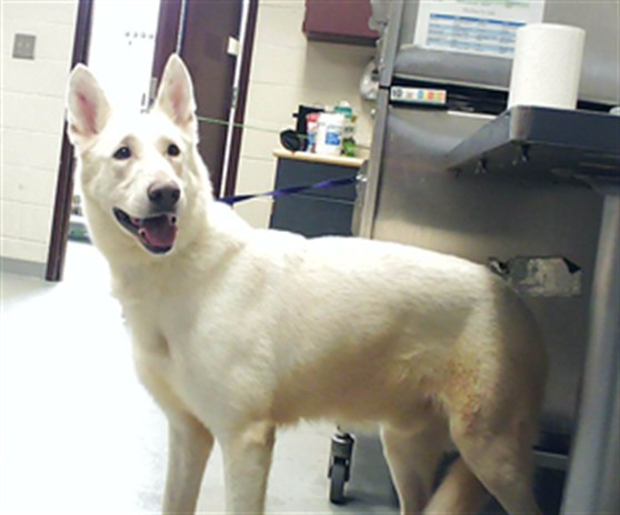 Adoptable Dog