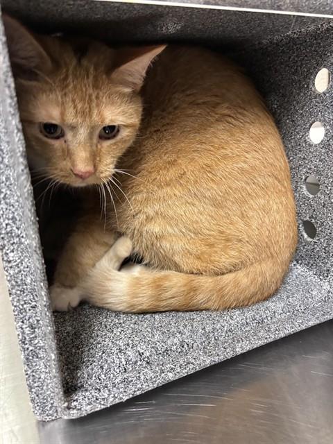 Adoptable Cat