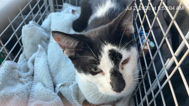 Adoptable Cat