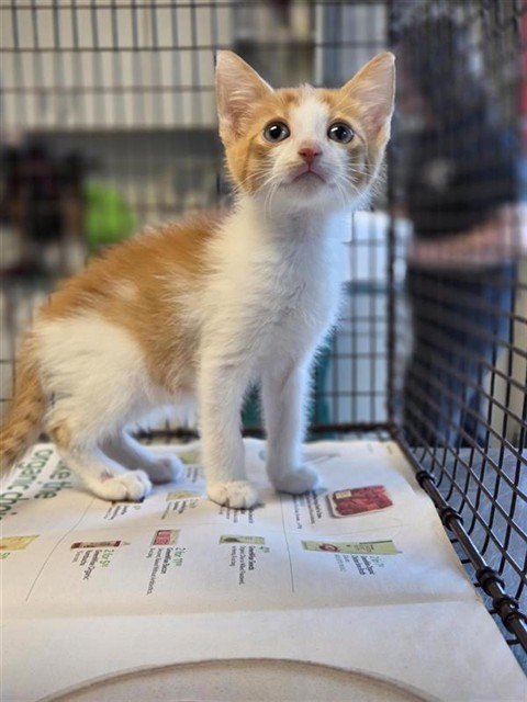 Adoptable Cat